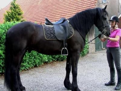 Friesian Mare(***) ***-***3