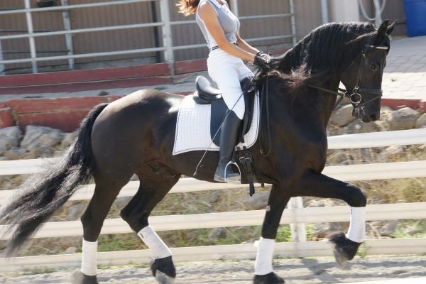 Mare Friesian Horse for sale with papers Text or email ***