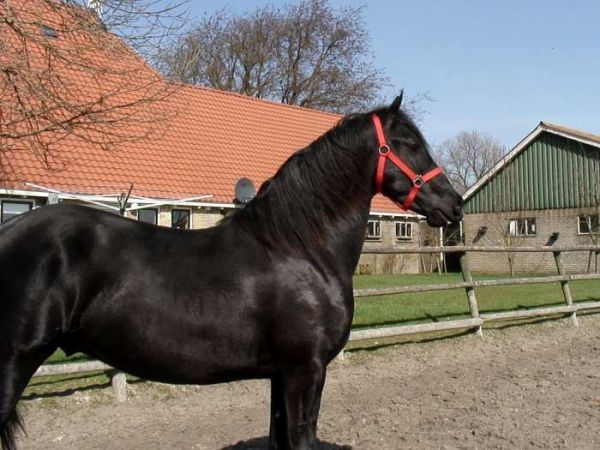 Beautiful, Safe Friesian Gelding