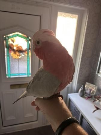 Galah Cockatoo