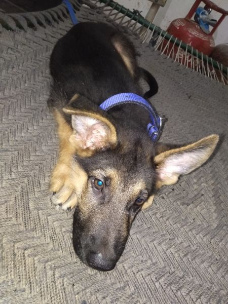 Pappy for Garman shepherd