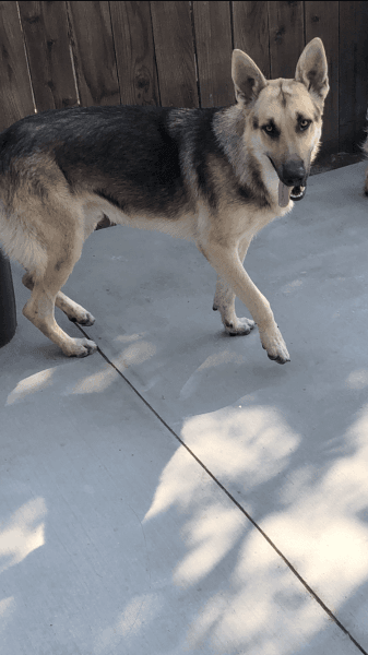 German Shepard mixed