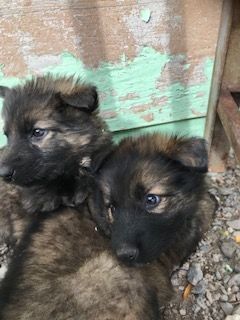 German shepherd puppies for sale