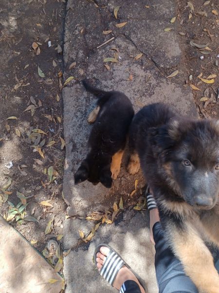 2 little puppies for sale