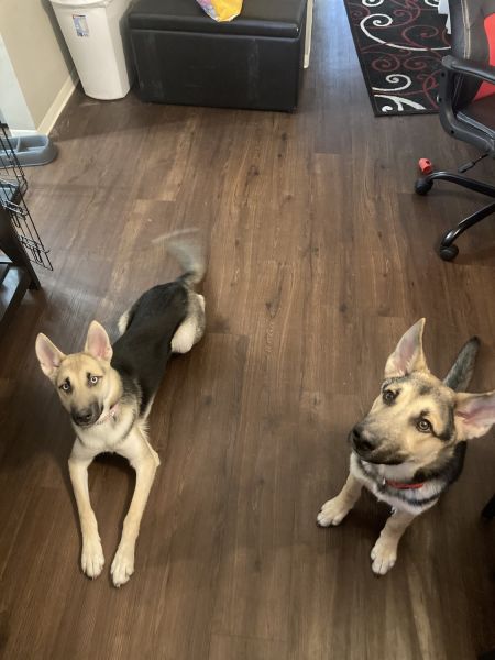 Beautiful German Shepard Puppies Fully Potty Trained 20Wks