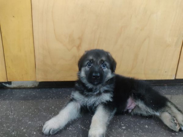 German shepherd bush coat puppies for sale ***