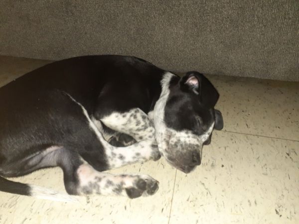 German shepherd pitbull