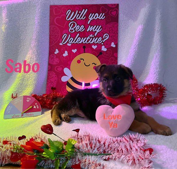 Sabo champion Bloodline German Shepard