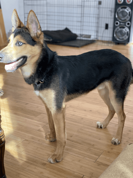 Looking for a new home for my loving pup!