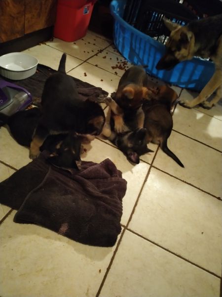Free German shepherd pups