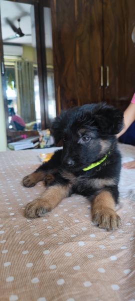 German shepherd for sale