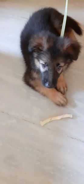 Wish to sell our 3 months old German shepherd puppy