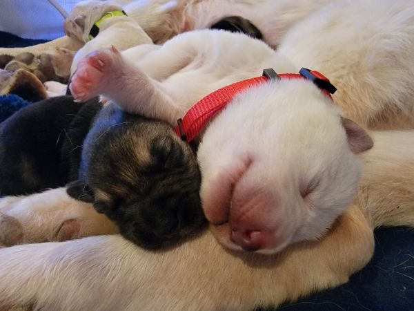 Text (408)King Shepherd(412) /GSD(4482)