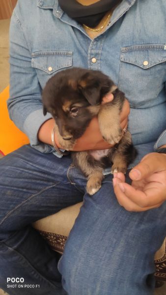Original German Shepherd male puppy for sale