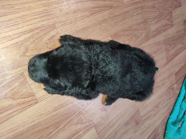 Black German Shefard puppies