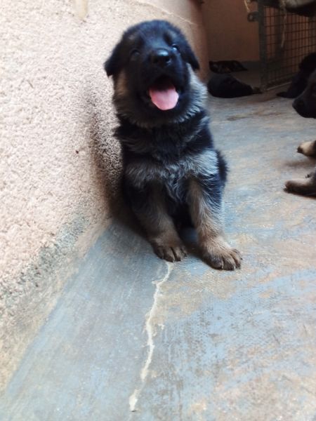 GSD with best pedigree