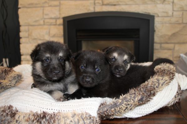 German Shepherd Puppies For Sale