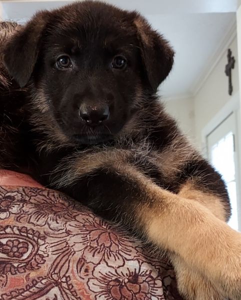 Gorgeous AKC German Shepherd puppies