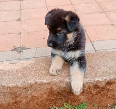 German Shepherd puppy for sale Contact no.93******46