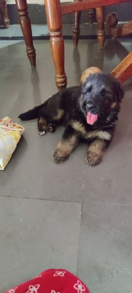 GSD puppies 1month female for sale