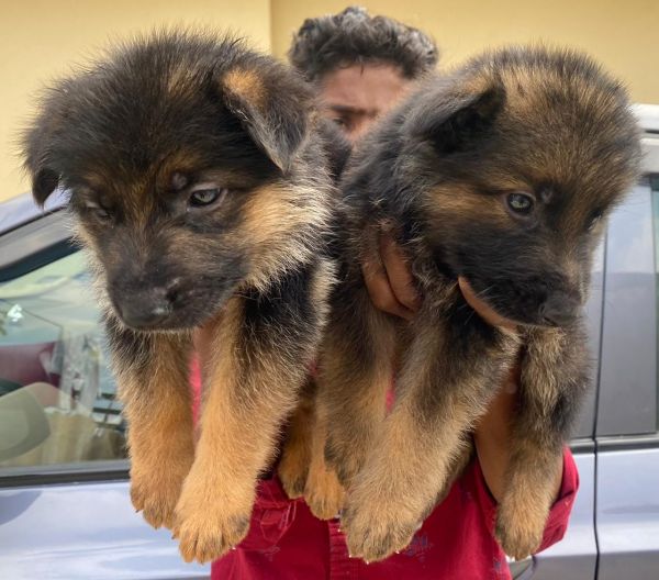 German shepherd puppy for best price ***