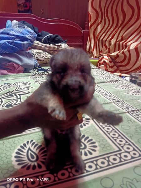 German shepherd for sale