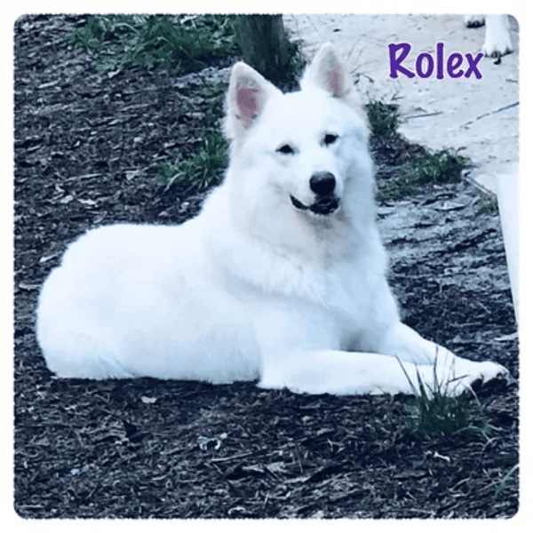 Berger Blanc Suisse