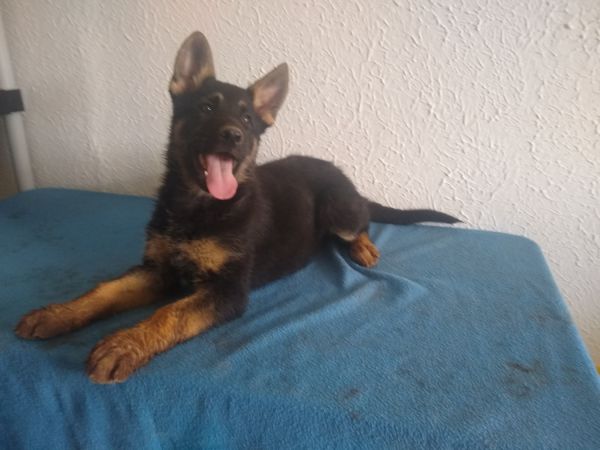 German Shepherd puppies