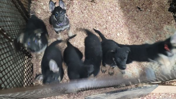 German shepherd puppies for sale.