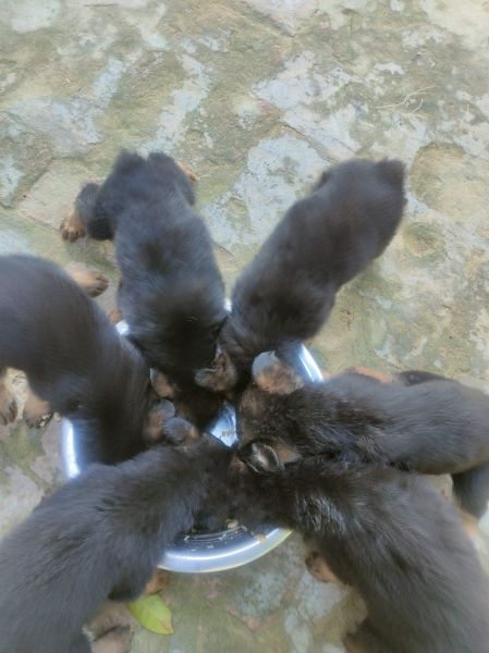 Gsd double coat puppies