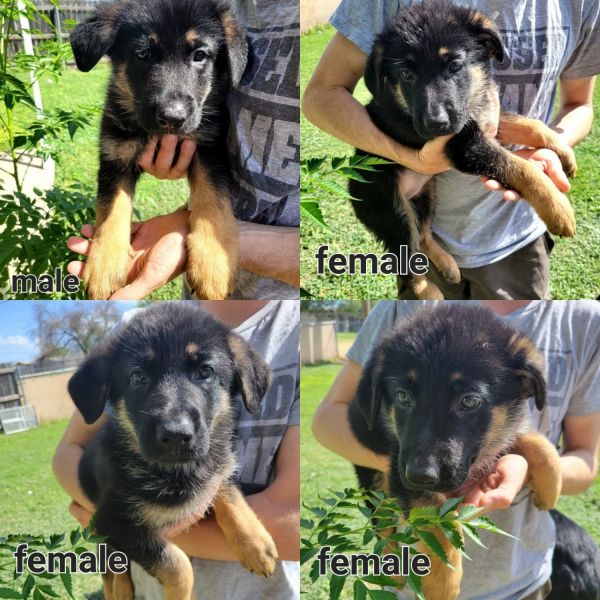 German shepherd puppies