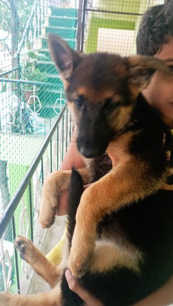 Female German Shepherd puppy - short coat with kci papers