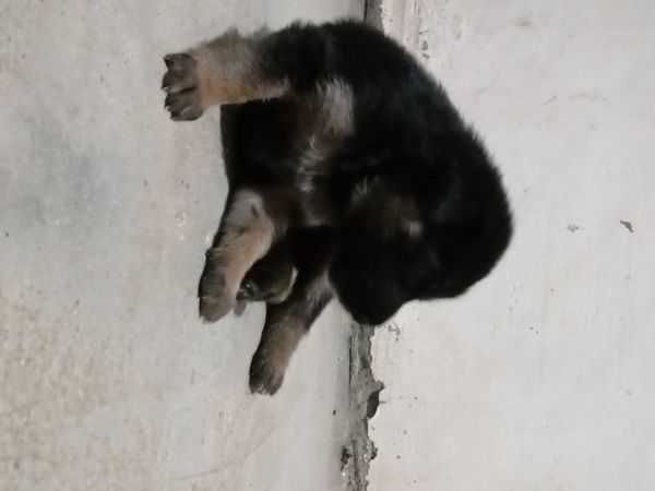 German shepherd puppy