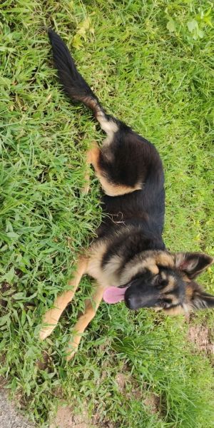 7 months cute female puppy