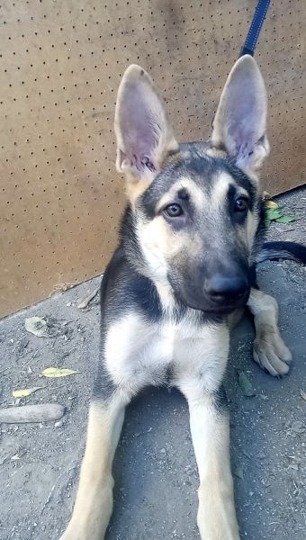 German Shepard puppy 4 mo.old