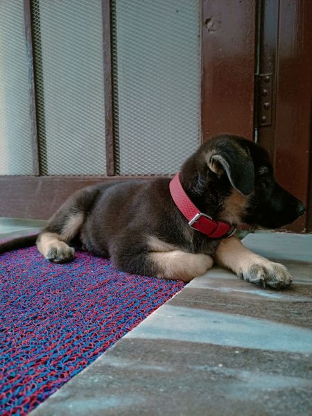 Medium coat,2.5months old ,2vaccination done