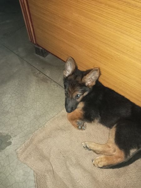 Good quality single coat male