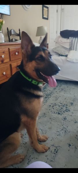 2 year old German Shepherd