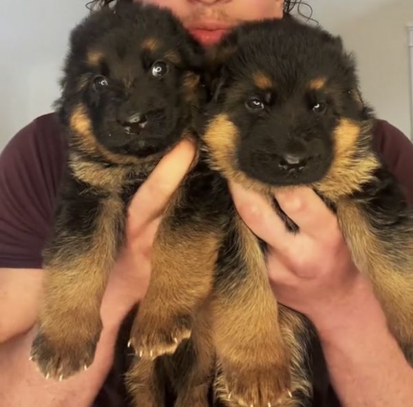 Highest Bloodline German Shepherd Puppies