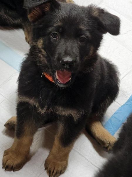 Full blooded 8 week old German Shepherd Female pups