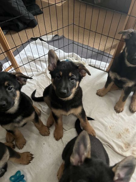 German Shepherd Puppies For Sale