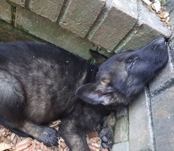 GERMAN SHEPHERD PUPS 9WKS