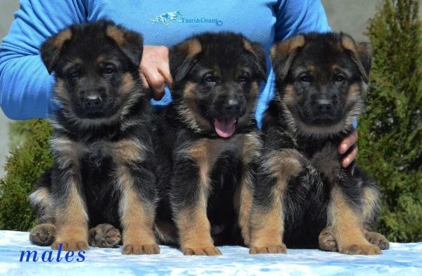 AKC REG GERMAN SHEPHERD PUPPIES