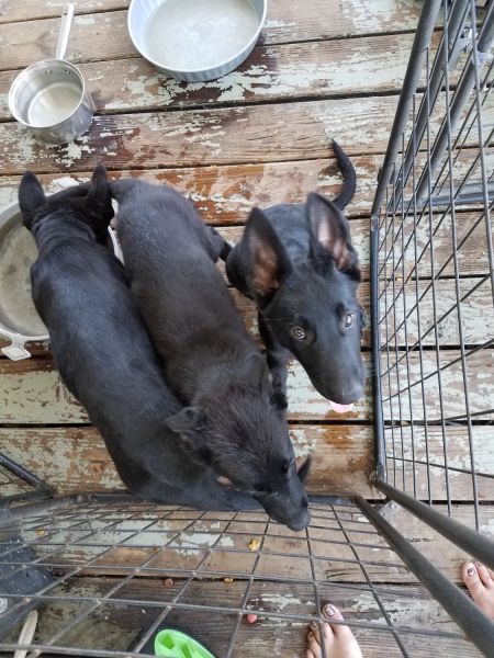 All Black Female German Shepard Puppies