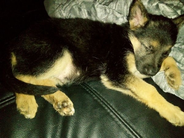 Looking For Loving Homes