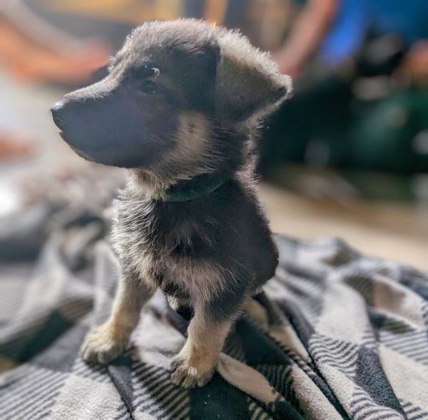 German Shepherd Puppies