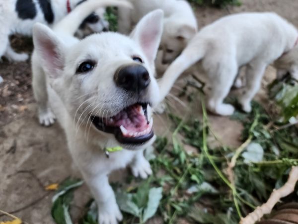 White German Shepherd Puppies (10 weeks)