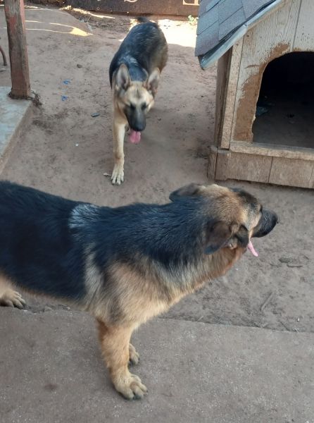 Rehoming german shepherd puppies