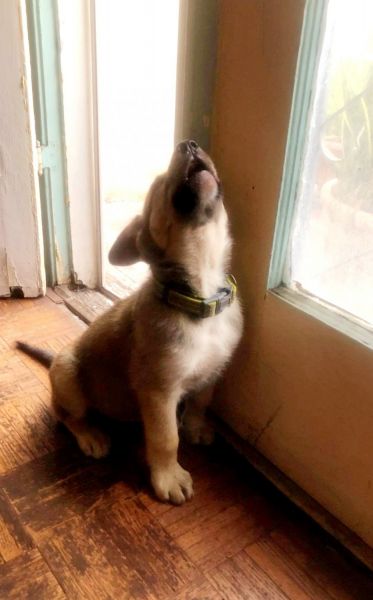 Short hair German Shepherd, 250 Rehoming fee (Downtown)