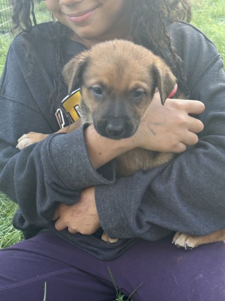 German shepherd/ red heeler